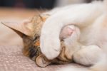 「共感性羞恥心」とは｜原因や感じやすい人の特徴・克服する方法